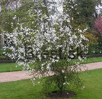 Poncirus trifoliata 'Flying dragon' EXTRA