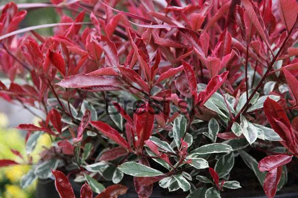 Červienka 'Pink Marble' extra