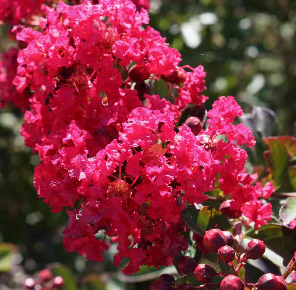 Lagerstroemia indica 'Red rockett'