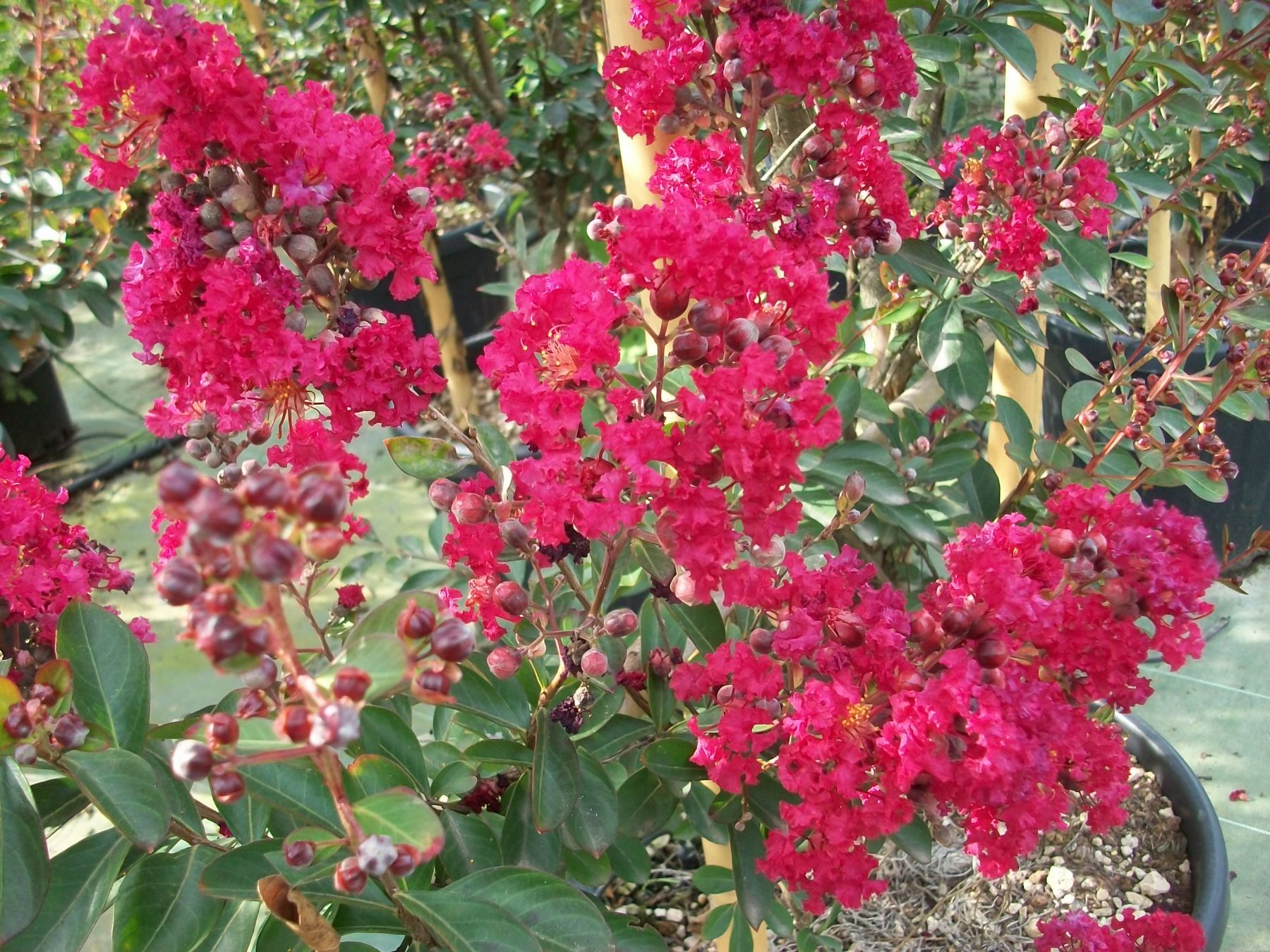Lagerstroemia indica 'Red rockett'