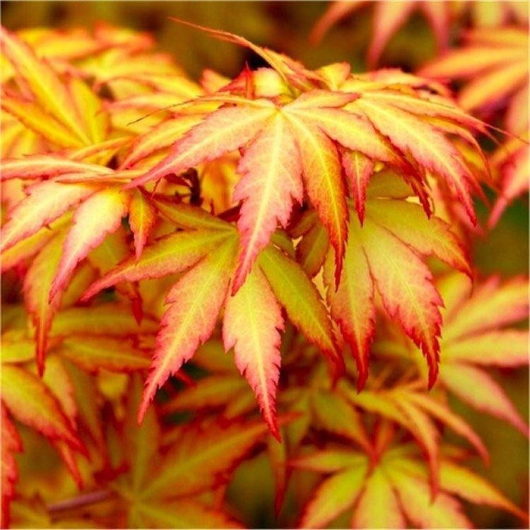 Acer palmatum 'Orange dream'