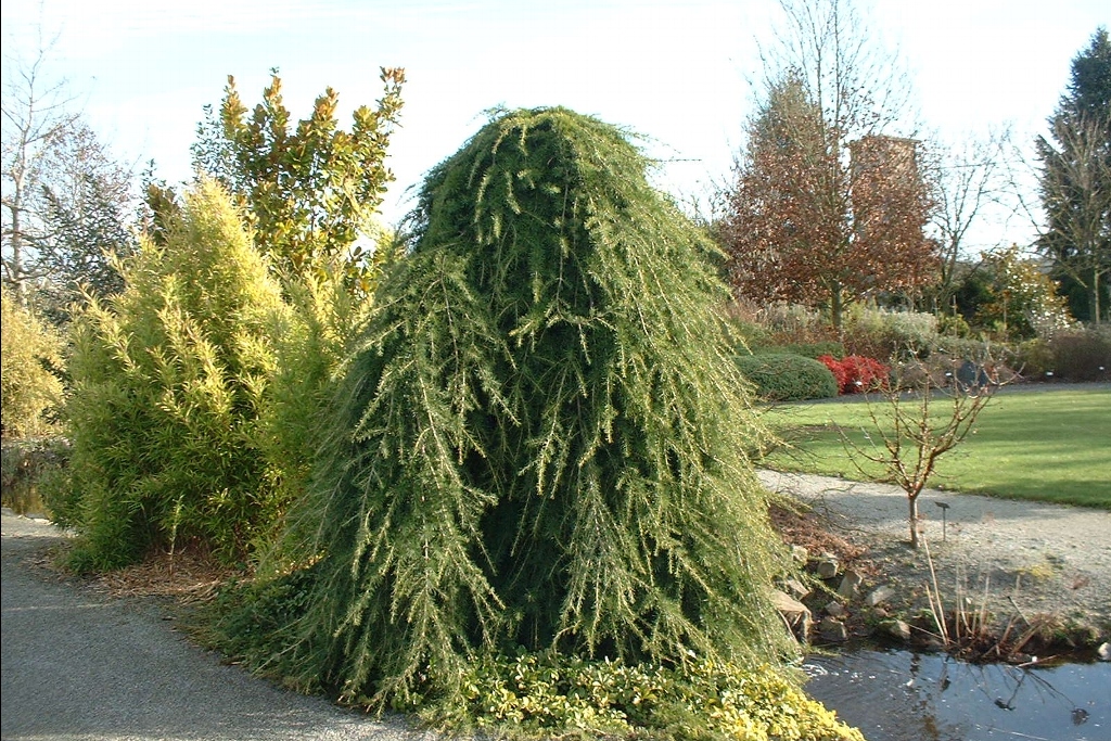 Céder himalájsky 'Pendula'.3 lit