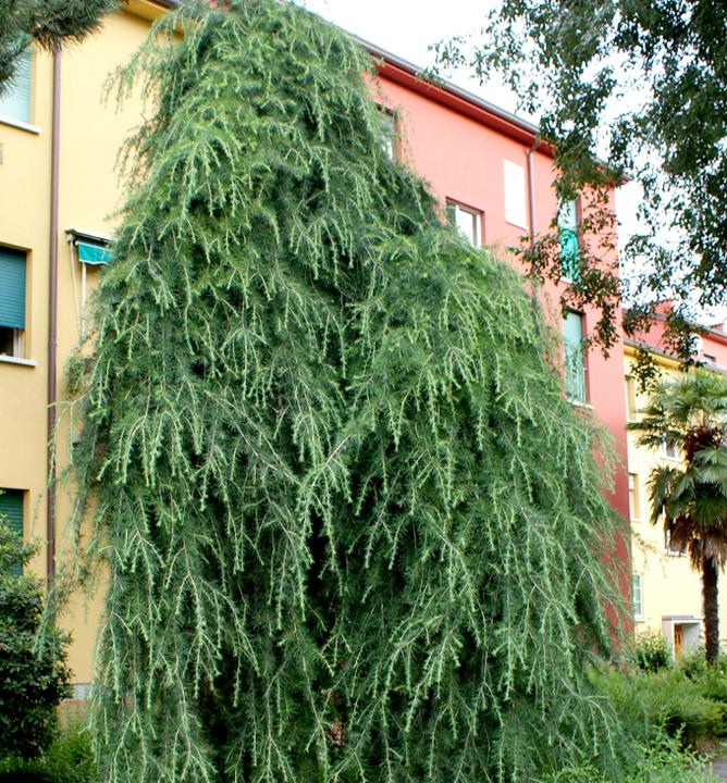 Céder himalájsky 'Pendula'.3 lit