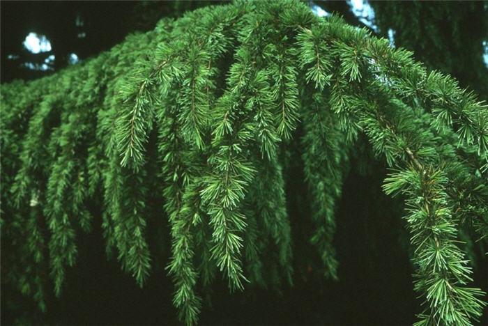 Céder himalájsky 'Pendula'.3 lit