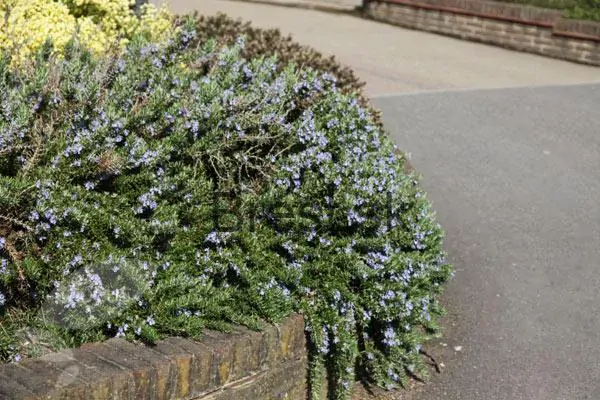 Rosmarinus officinalis 'Prostratus'