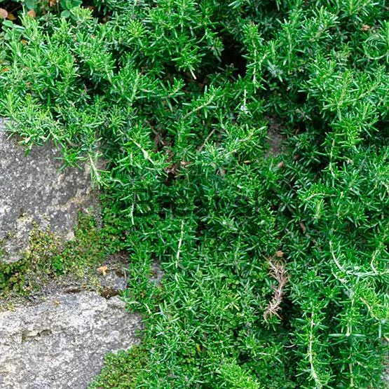 Rosmarinus officinalis 'Prostratus'