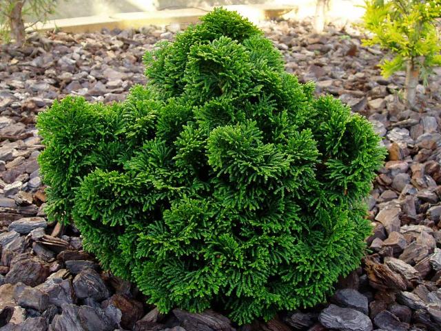 Chamaecyparis obtusa 'Nana Gracilis' 1,5 lit.