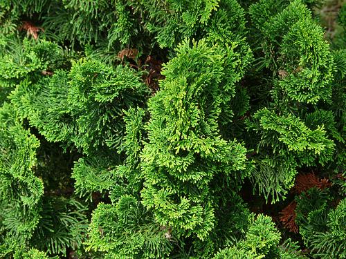 Chamaecyparis obtusa 'Nana Gracilis' 1,5 lit.