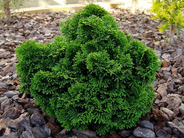 Chamaecyparis obtusa 'Nana Gracilis' 1,5 lit.