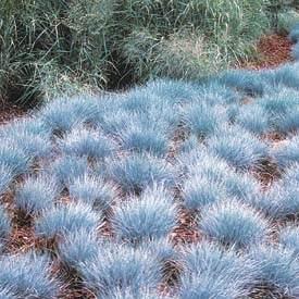 Festuca glauca 'Elijah Blue' Extra