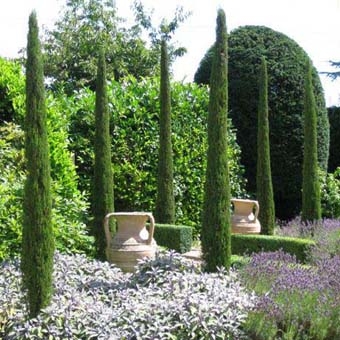 Cyprus vždyzelený 'Totem'  180-200 cm