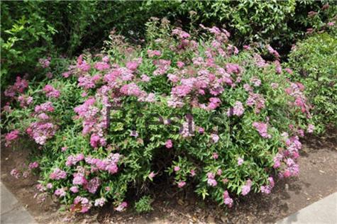 Spiraea japonica 'Little princess'   2 lit
