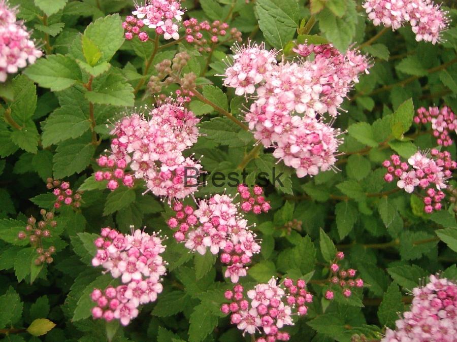 Spiraea japonica 'Little princess'   2 lit
