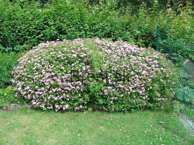 Spiraea japonica 'Little princess'   2 lit