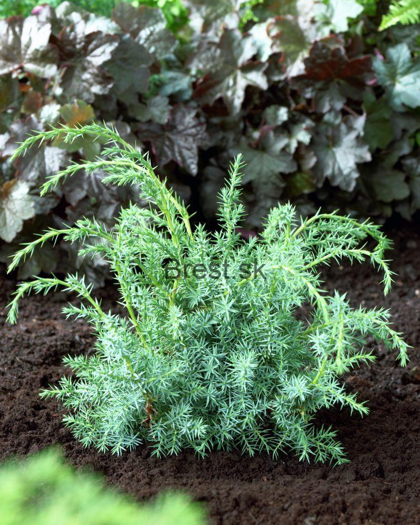 Juniperus chinensis 'Blue Alps'