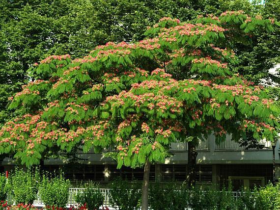 Albizia julibrissin 180+cm AKCIA