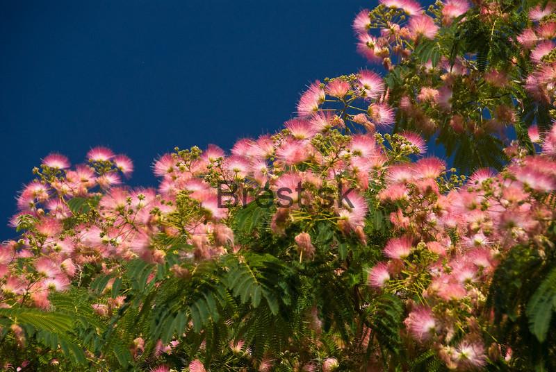 Albizia julibrissin 180+cm AKCIA