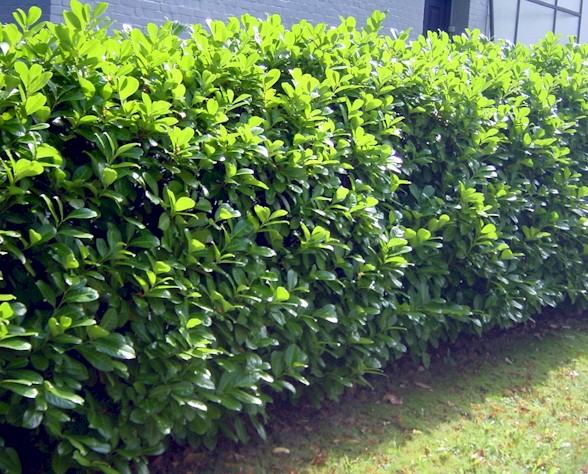 Vavrínovec lekársky Novita 30-50cm