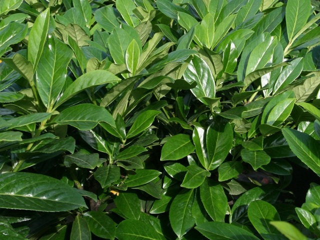 Vavrínovec lekársky Novita 30-50cm