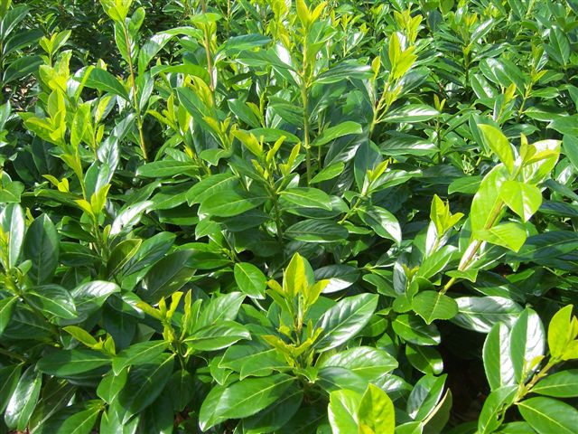 Vavrínovec lekársky Novita 30-50cm