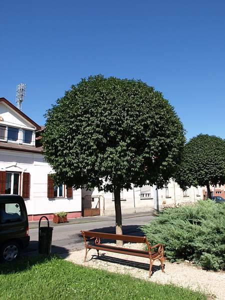 FRAXINUS ornus 'Mecsek'