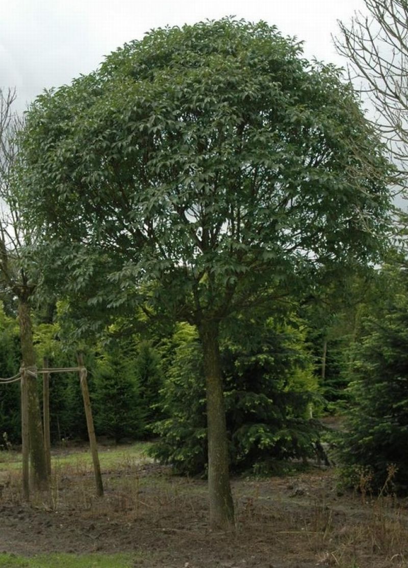 FRAXINUS ornus 'Mecsek'