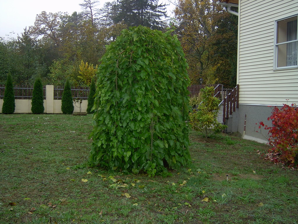 MORUS alba 'Pendula'