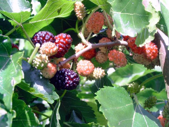MORUS alba 'Pendula'