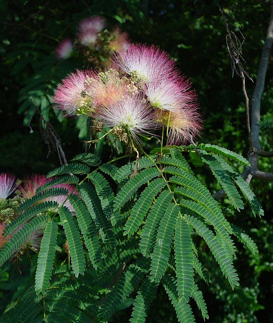 Albizia julibrissin Ombrella   80-120cm