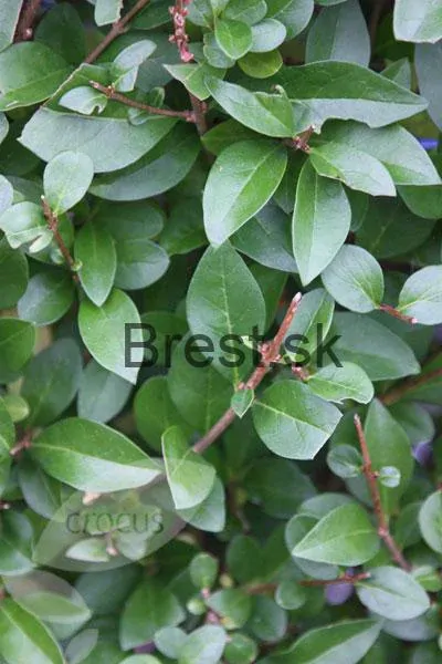 50 kus Vtáčí zob - voln. 