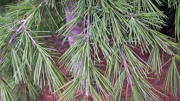 Cedrus Deodara 25-35cm
