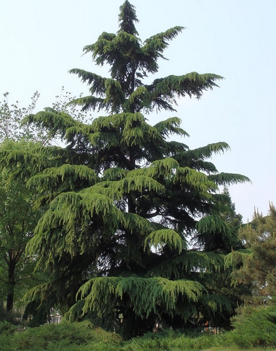 Cedrus Deodara 25-35cm