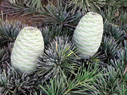 Cedrus deodara