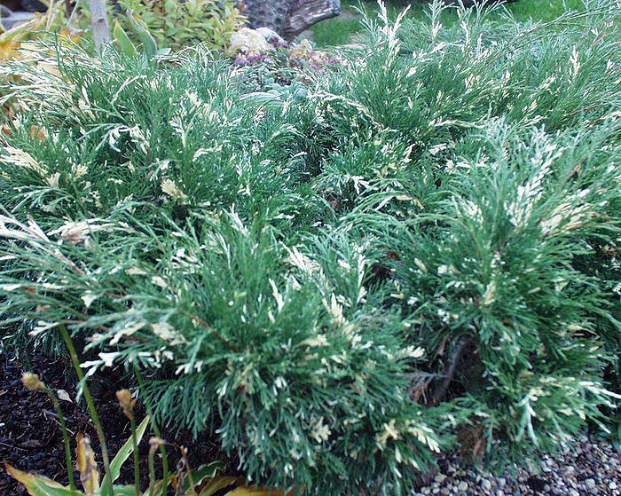 Picea abies 'Inversa'