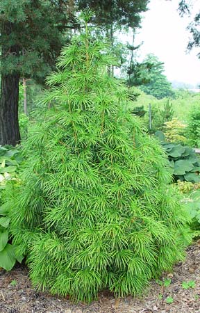 Sciadopitys verticillata 2.lit