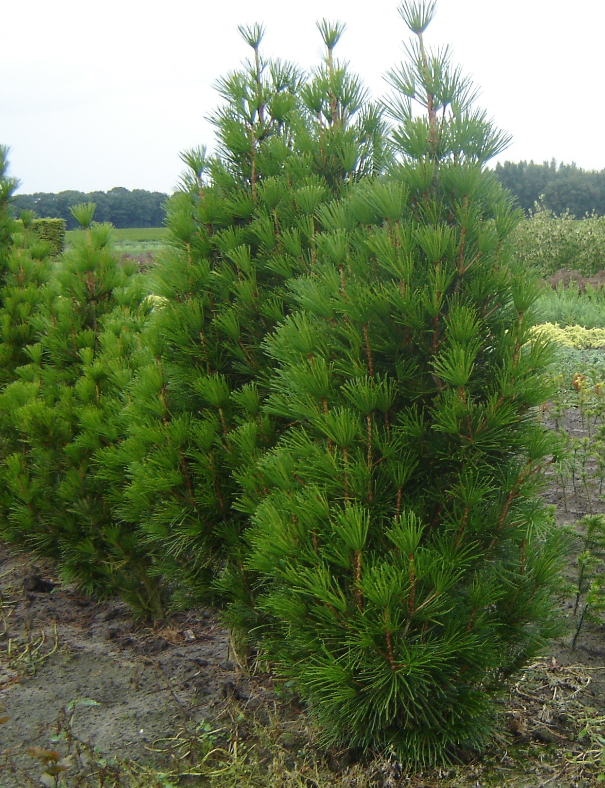 Sciadopitys verticillata 2.lit