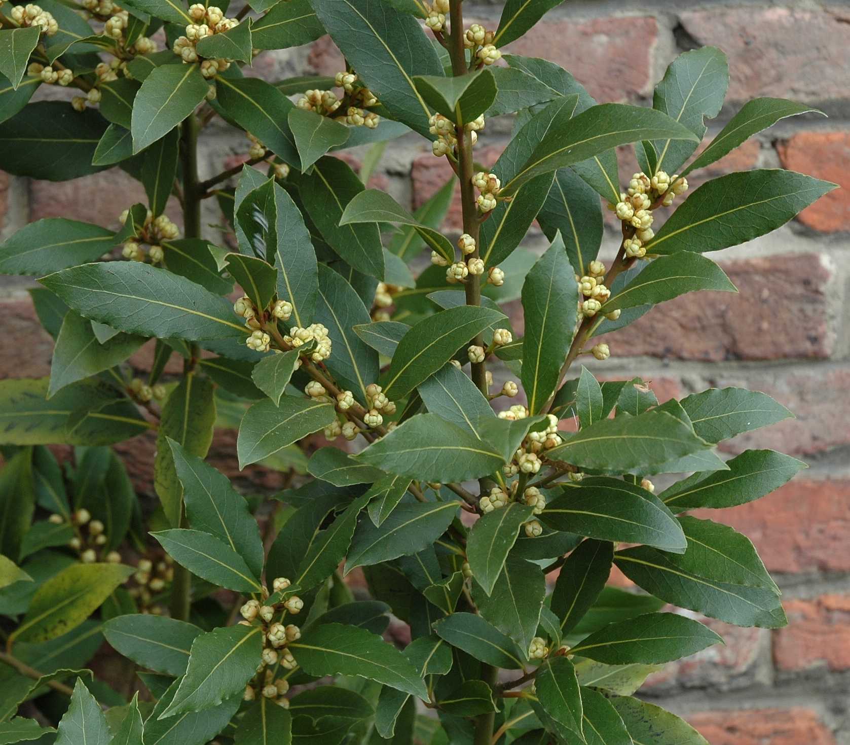 Laurus nobilis, 40 - 50 cm