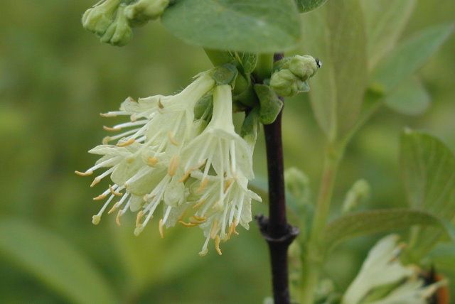 Lonicera kamtschatica 'Sinoglaska'