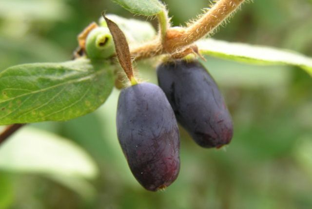 Lonicera kamtschatica 'Sinoglaska'