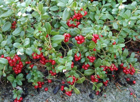 Vaccinium macrocarpon red star