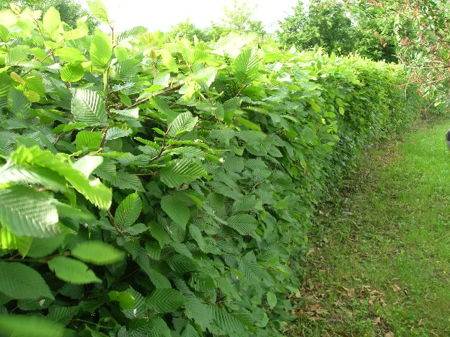 Hrab obyčajný 100x AKCIA voľnokorenný