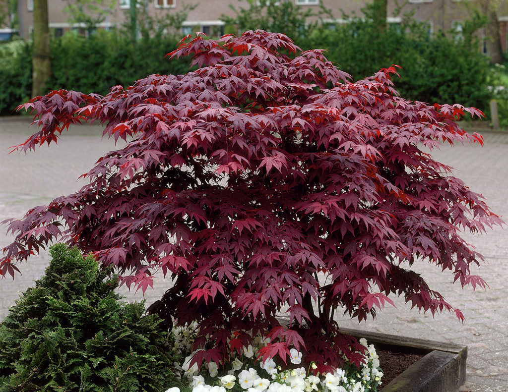 Acer palmatum 'Bloodgood'