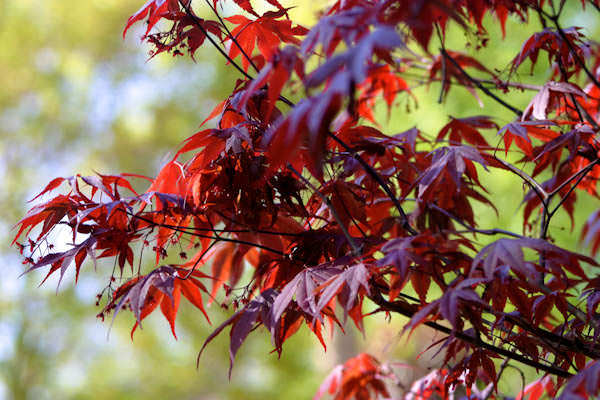 Acer palmatum 'Bloodgood'