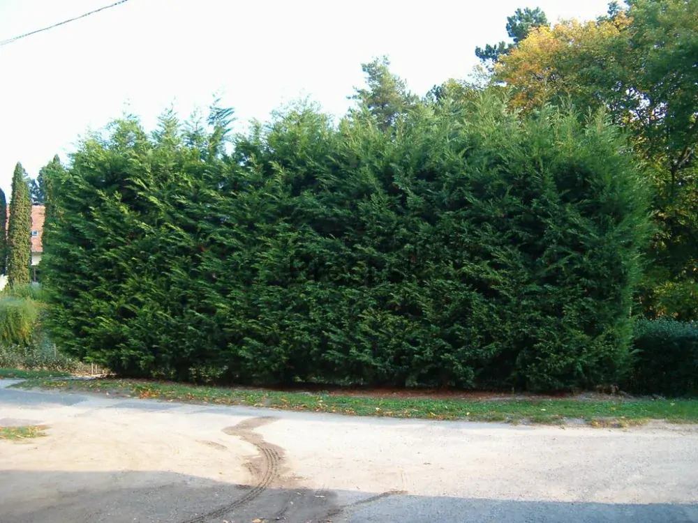 Cyprusovec leylandský 130-150cm