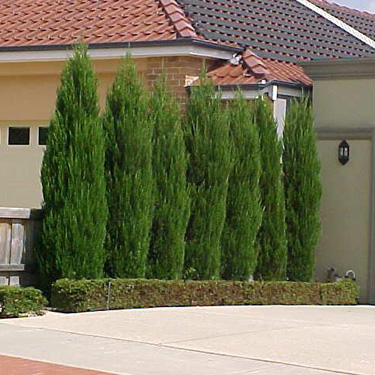 Juniperus chinensis Spartan 60+