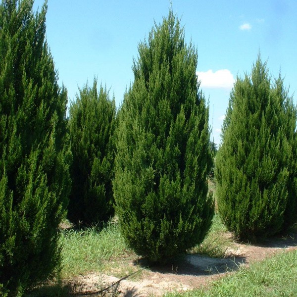 Juniperus chinensis Spartan 60+