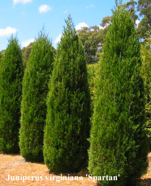 Juniperus chinensis Spartan 60+
