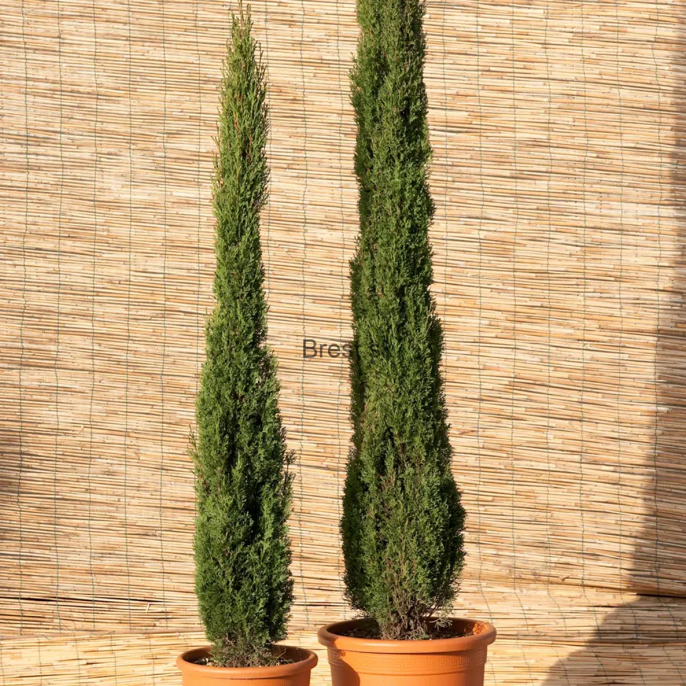 Cyprus vždyzelený 'Totem'  130-145 cm