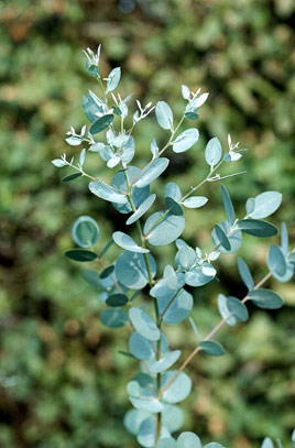 Eukalyptus Gunnov   BIG TREE