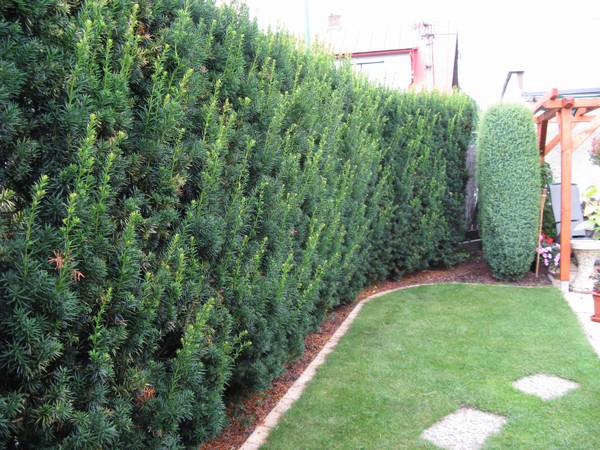 Taxus bacatta
